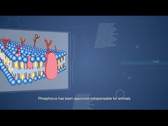 HT Sunphase που βελτιώνει τη χρησιμοποίηση του διαιτητικού φωσφόρου και που χαμηλώνει το κόστος τροφών