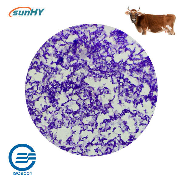 Compound Type 21 Billion Cfu/G Probiotics For Farm Animal ISO 9001